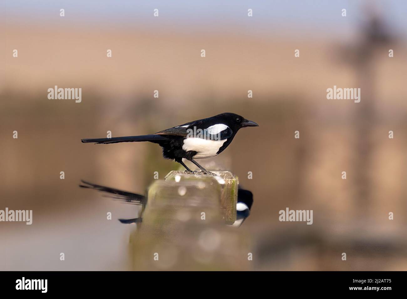 Primer plano de un magpie eurasiático o magpie común (pica pica) sentado en una valla durante la primavera en el día soleado Foto de stock