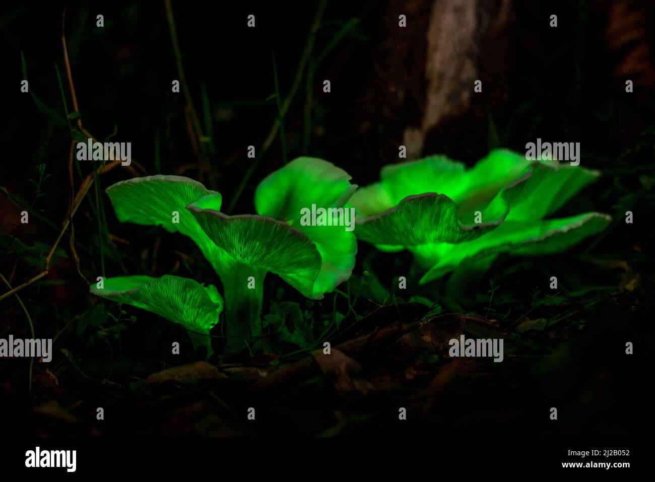 El hongo fantasma (Omphalotus nidiformis) es un hongo bioluminiscente que emite un suave resplandor verde por la noche. Foto de stock
