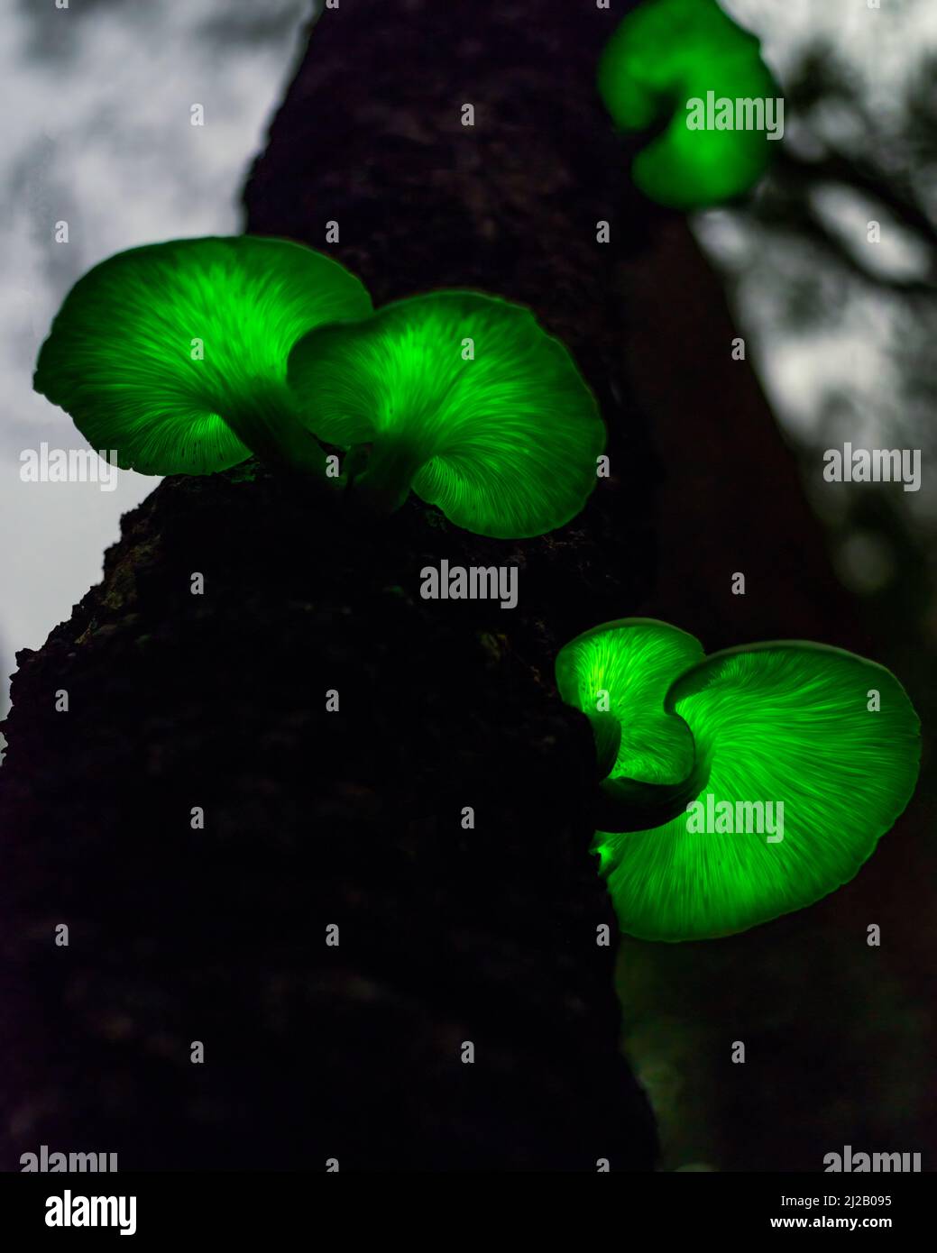 El hongo fantasma (Omphalotus nidiformis) es un hongo bioluminiscente que emite un suave resplandor verde por la noche. Foto de stock