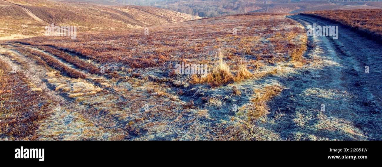 Brezales en mitad del invierno Cannock Chase Country Park AONB (zona de excepcional belleza natural) en Staffordshire Inglaterra Foto de stock
