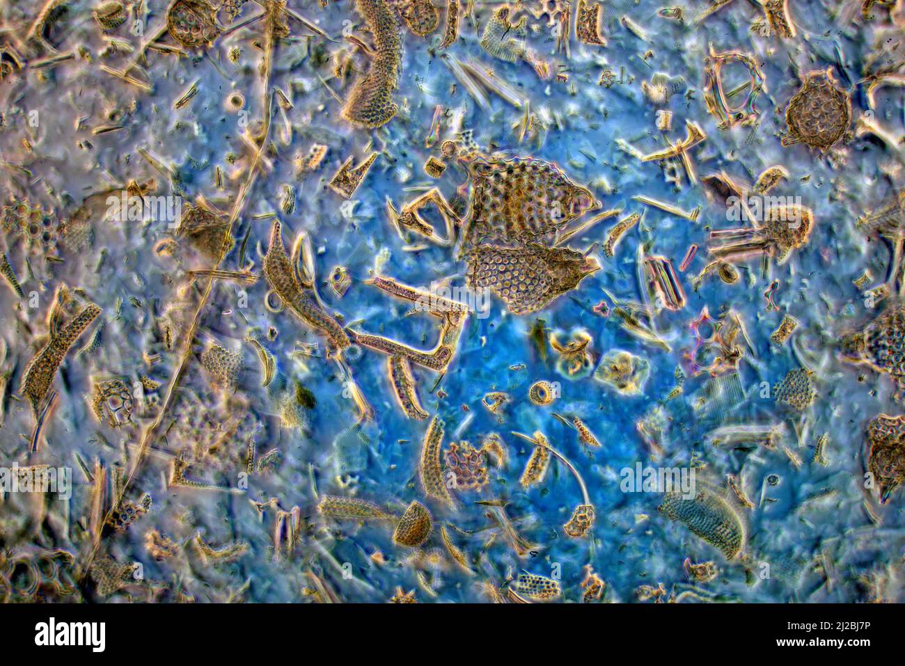 Diatomeas fósiles, radiolaria, espículas esponjosas, Barbados 1800's rica biodiversidad Foto de stock