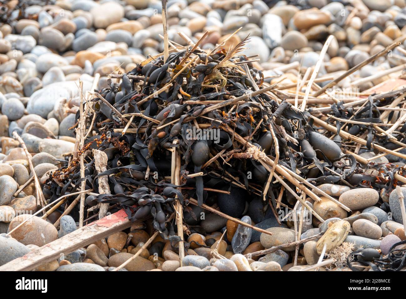 Una pequeña pila de basura ligera, incluyendo algas secas en una playa de guijarros Foto de stock