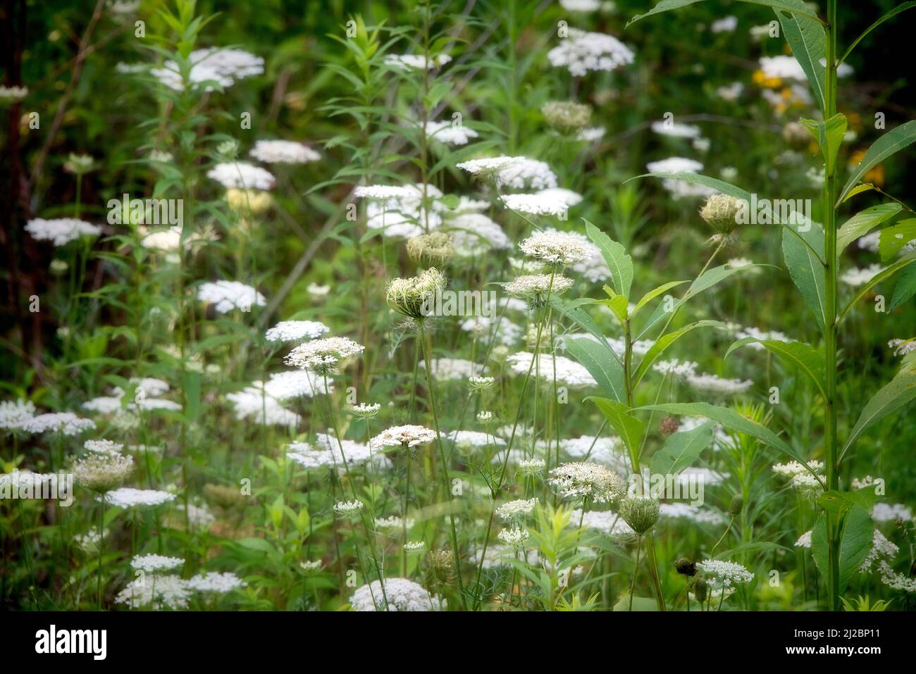 Campo de encaje de la Reina Ana flores silvestres con un suave resplandor Foto de stock