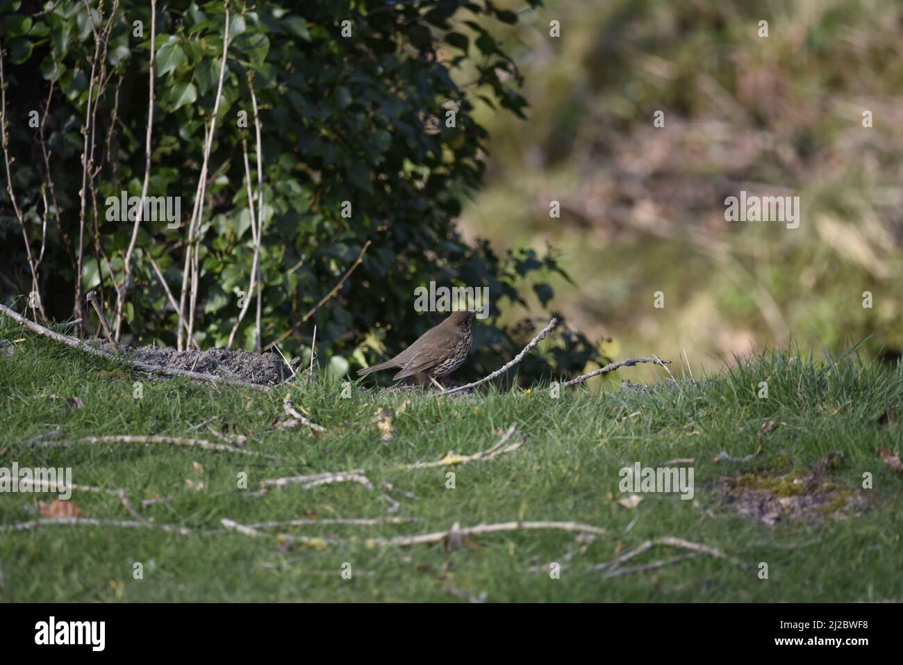Canción Thrush (Turdus philomelos) en perfil derecho con un gusano en su pico, mirando a la derecha de la imagen, en el campo galés, Reino Unido en primavera Foto de stock