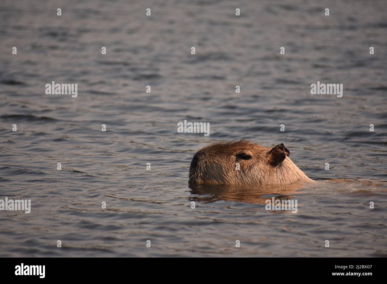 Un lindo capibara peludo nadando en un lago Fotografía de stock - Alamy