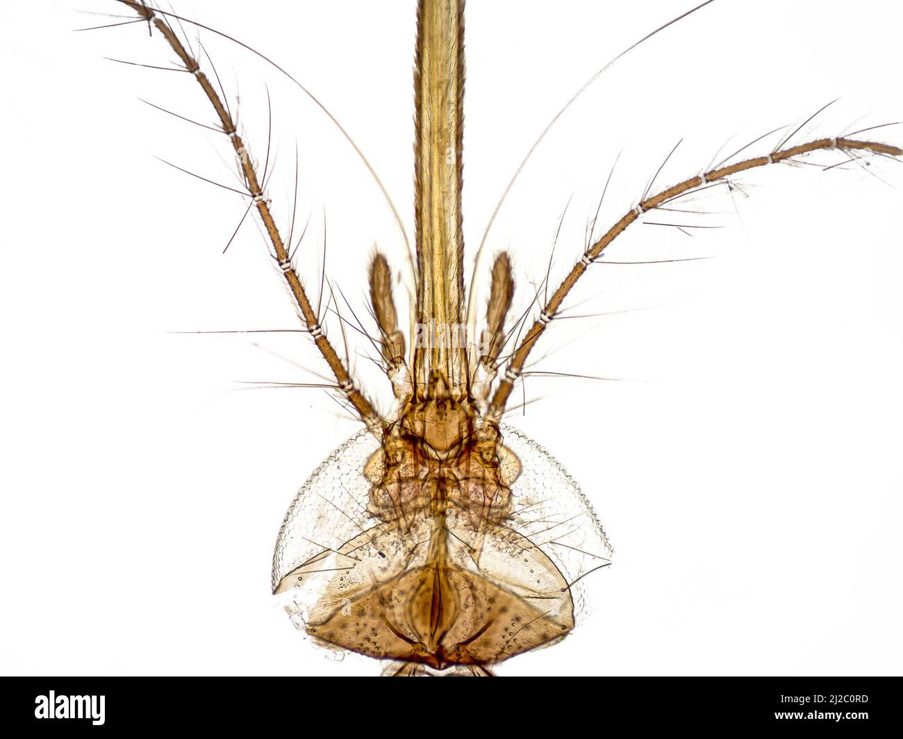 Cabeza y partes de boca (probóscis de una hembra) de mosquitos, microscopía óptica. Ampliación: x100. Foto de stock
