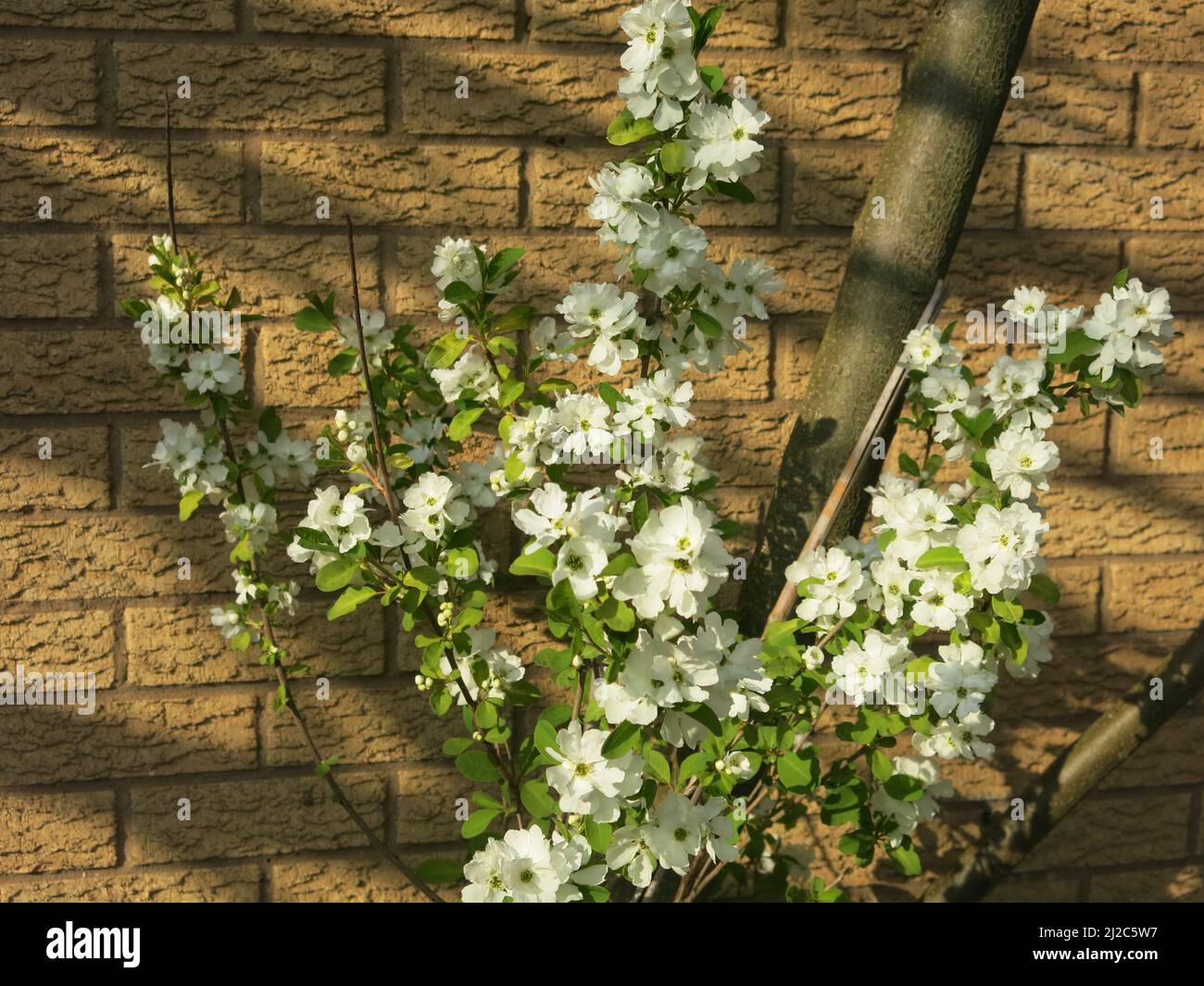 El arbusto Exochorda 'Primavera mágica', o Pearl Bush, cubierto de
