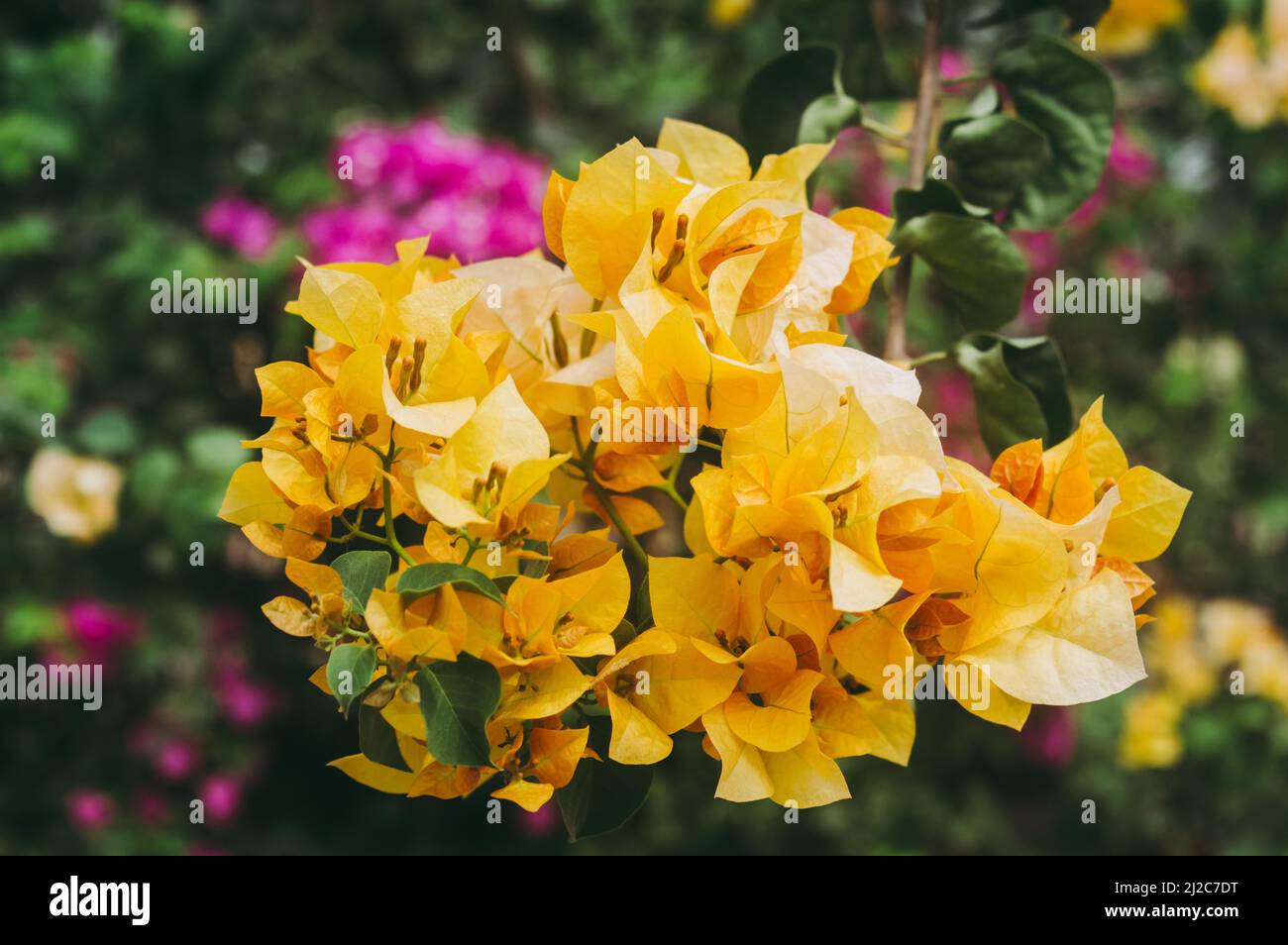 Bougainvillea Flores amarillas Vinos ornamentales de colores planta  closeup. Vista en ángulo alto. Aislada de las hojas verdes. Fondo de la  naturaleza Fotografía de stock - Alamy