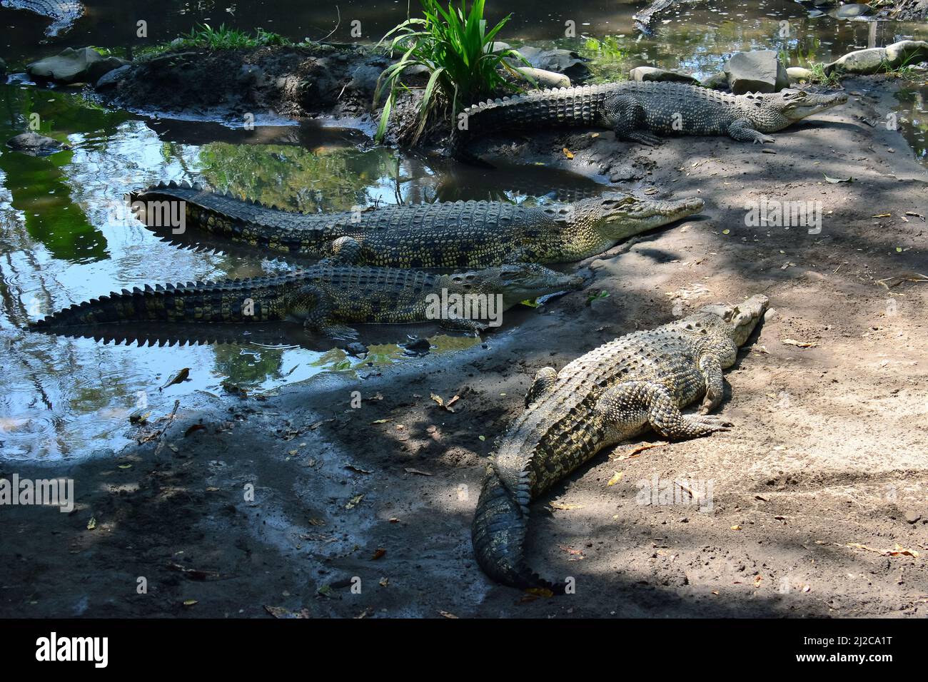 Cocodrilo de agua salada, Leistenkrokodil, Crocodylus porosus, Gembira Loka Zoo, Yogyakarta, Java, Indonesia, Asia Foto de stock