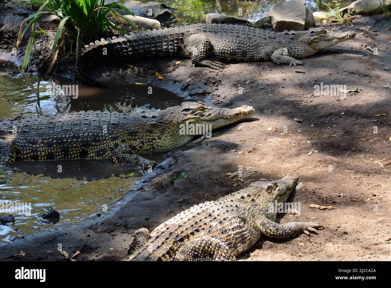 Cocodrilo de agua salada, Leistenkrokodil, Crocodylus porosus, Gembira Loka Zoo, Yogyakarta, Java, Indonesia, Asia Foto de stock