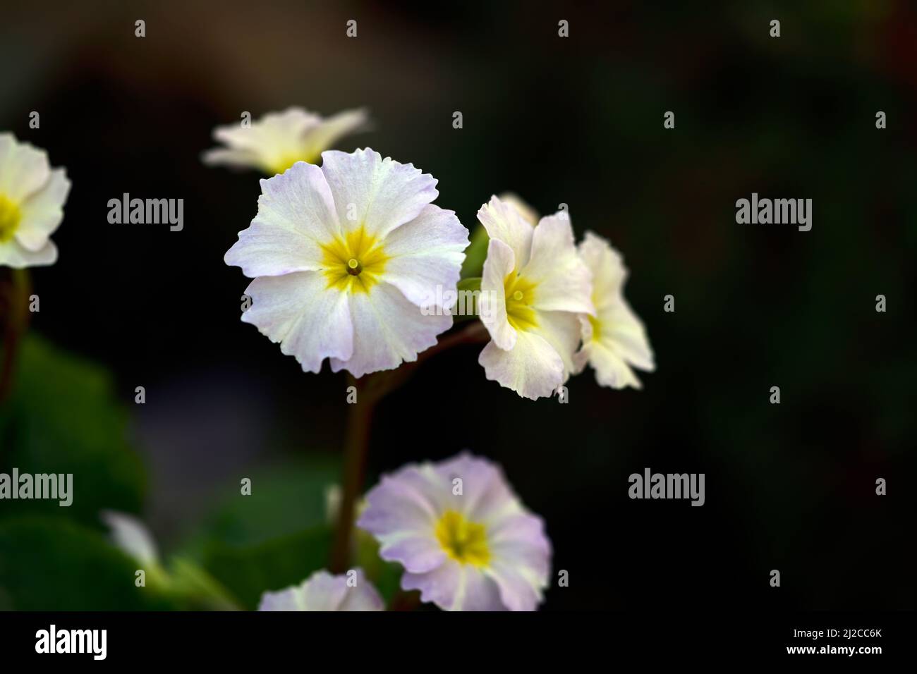 Primula rosa pálido, primrose, flor rosa, flores rosas, floración, primavera, primrosas, primula, primavera en el jardín, RM Floral Foto de stock