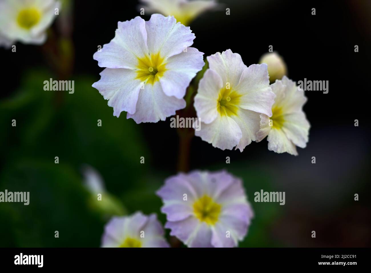 Primula rosa pálido, primrose, flor rosa, flores rosas, floración, primavera, primrosas, primula, primavera en el jardín, RM Floral Foto de stock