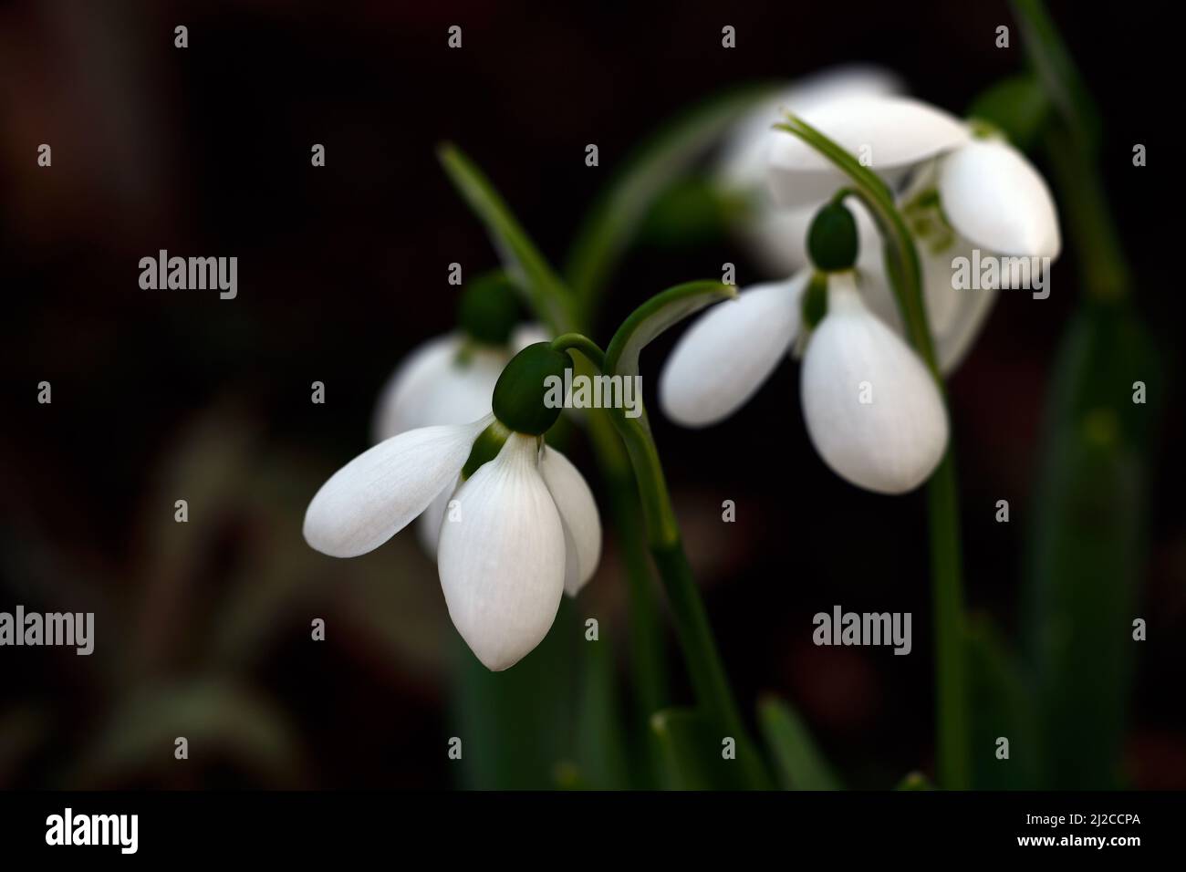 Oso polar Galanthus,nieve híbrida,marcas verdes,nieve de floración tardía,Snowdrop,gotas de nieve,primavera,flores,marca verde,marcas,marc Foto de stock