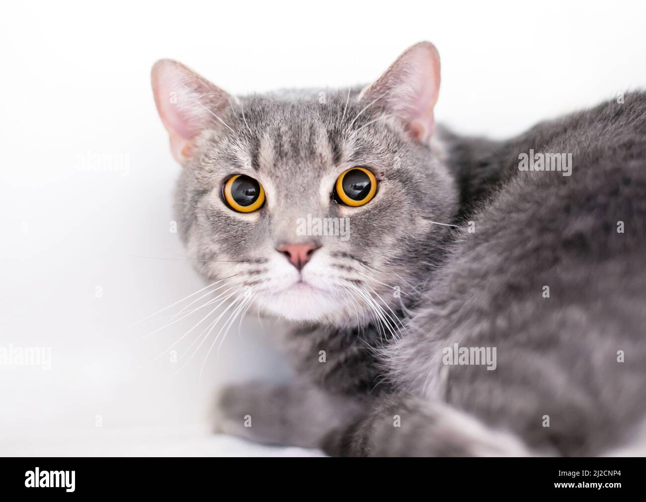 Un gato tabby nervioso de ojos anchos shorthair con pupilas dilatadas Foto de stock
