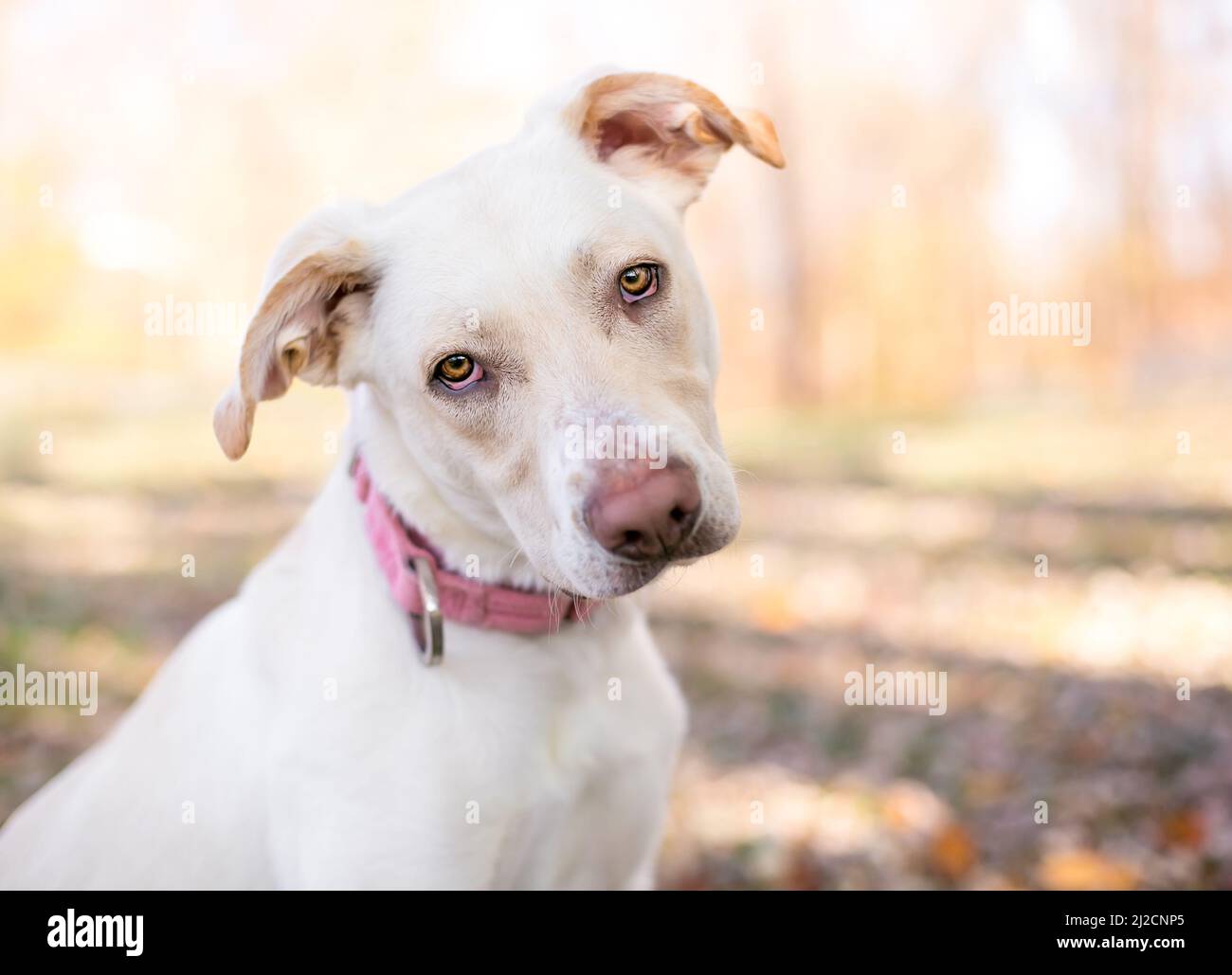 Un perro de raza mixta Retriever x Terrier con ectropión suave en sus ojos, escuchando con una inclinación de la cabeza Foto de stock