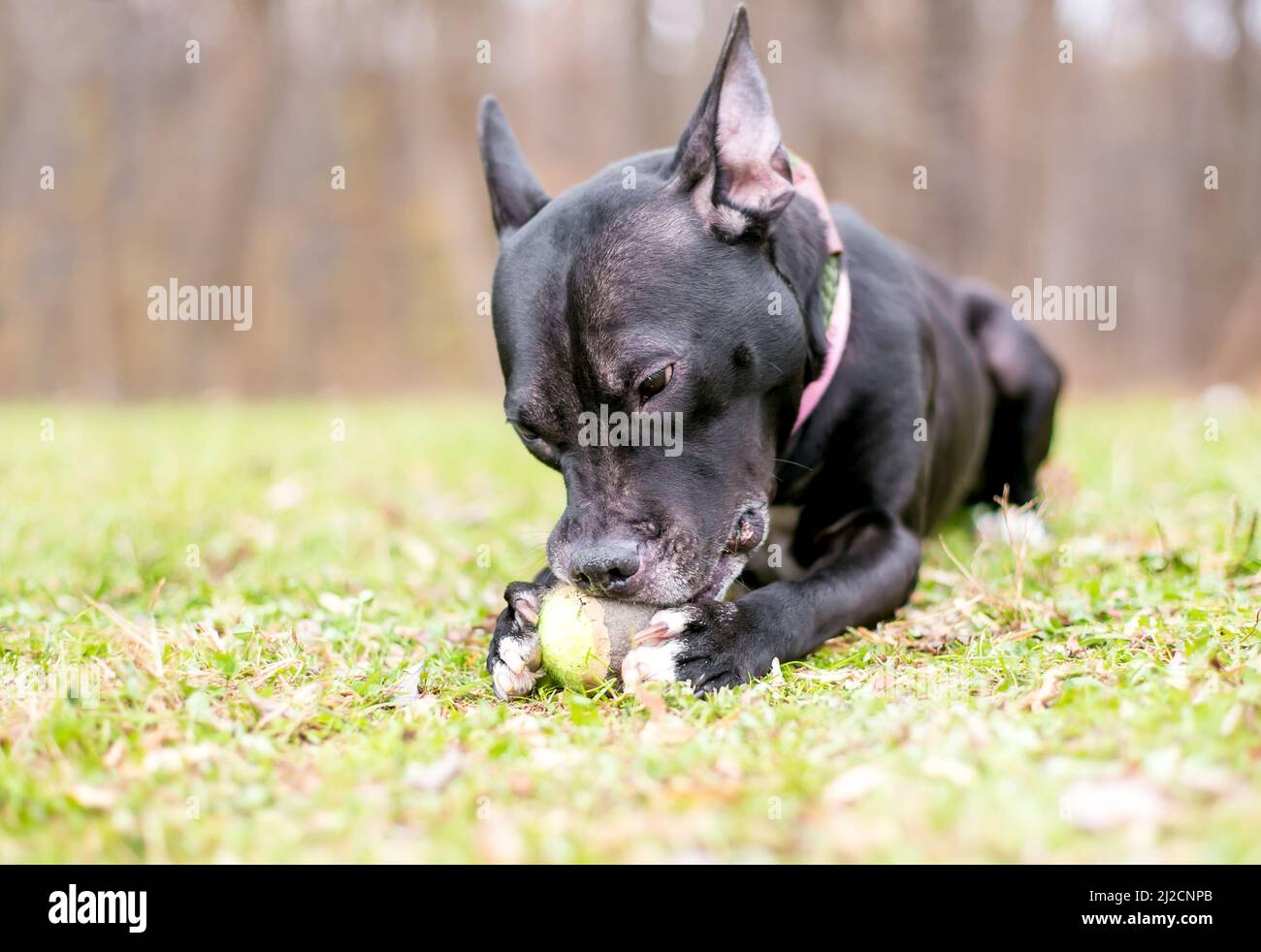 Un perro negro de raza mixta Pit Bull Terrier sosteniendo un bola en sus patas y masticando en él al aire libre adentro la hierba Foto de stock