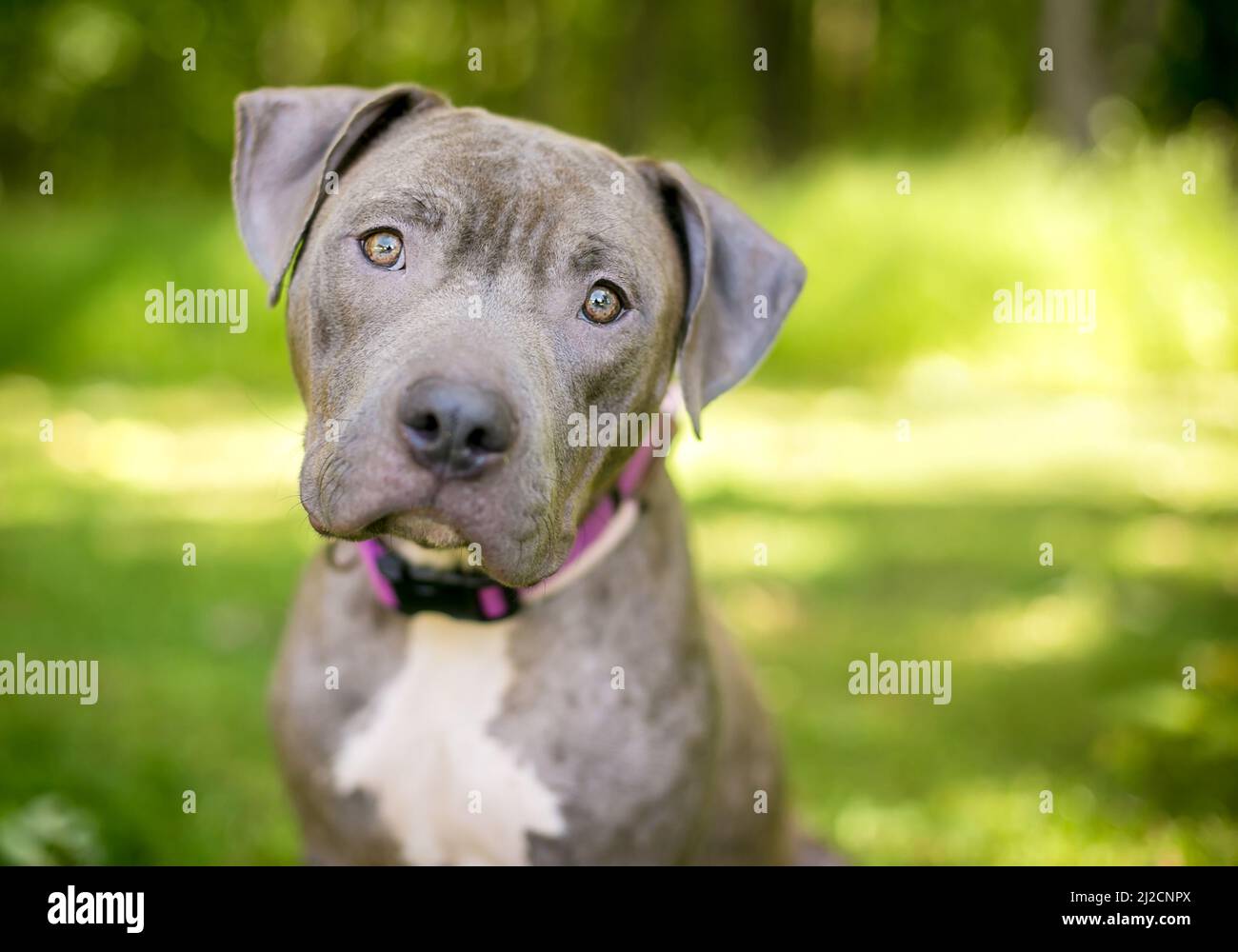 Un perro de raza mixta Pit Bull Terrier con cuello púrpura y mirando la cámara con la inclinación de la cabeza Foto de stock