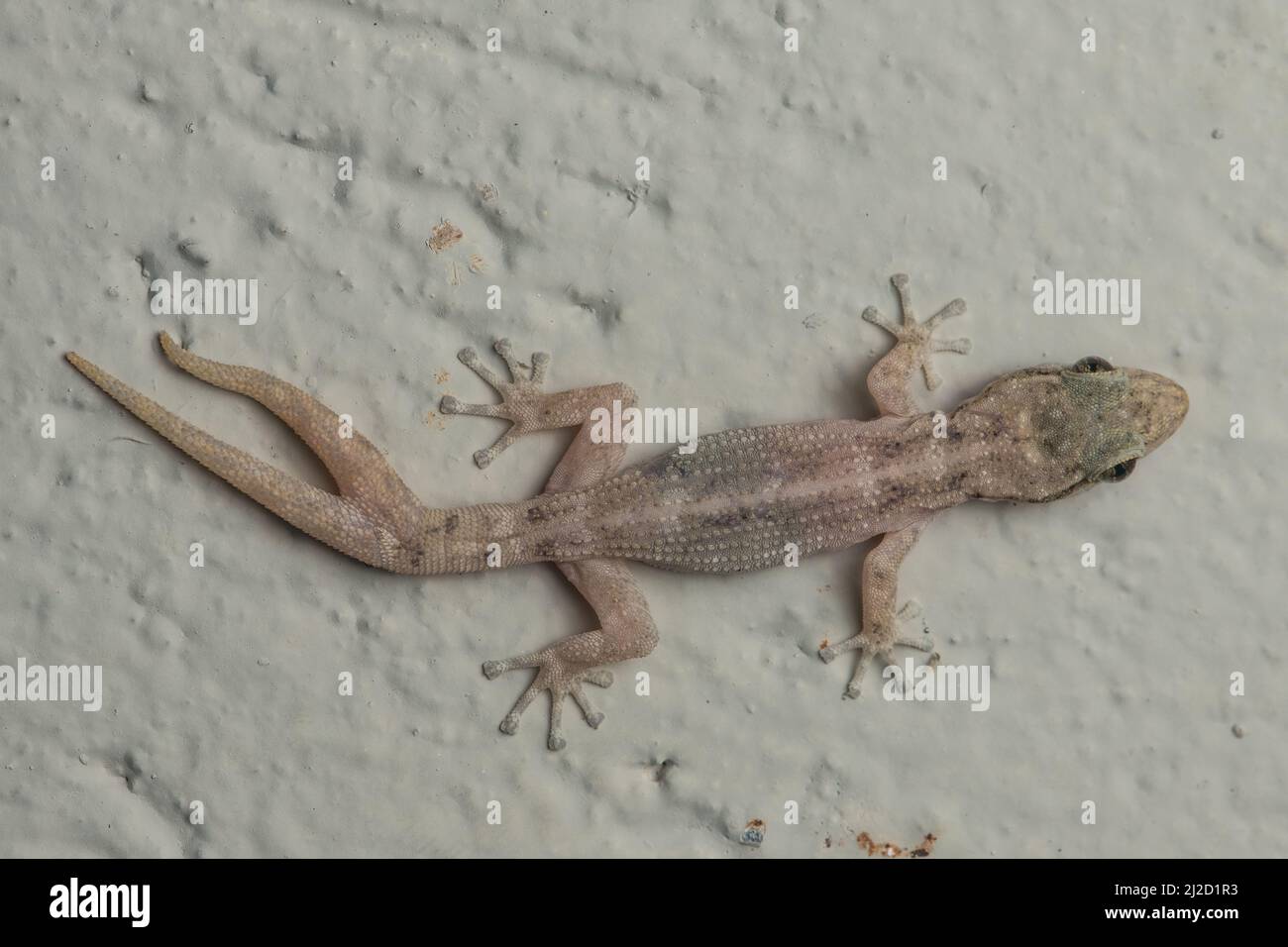 Un gecko de hoja costera (Phyllodactylus reissii) en Ecuador con regeneración anormal de la cola donde la cola se ha dividido, resultando en una cola forked. Foto de stock