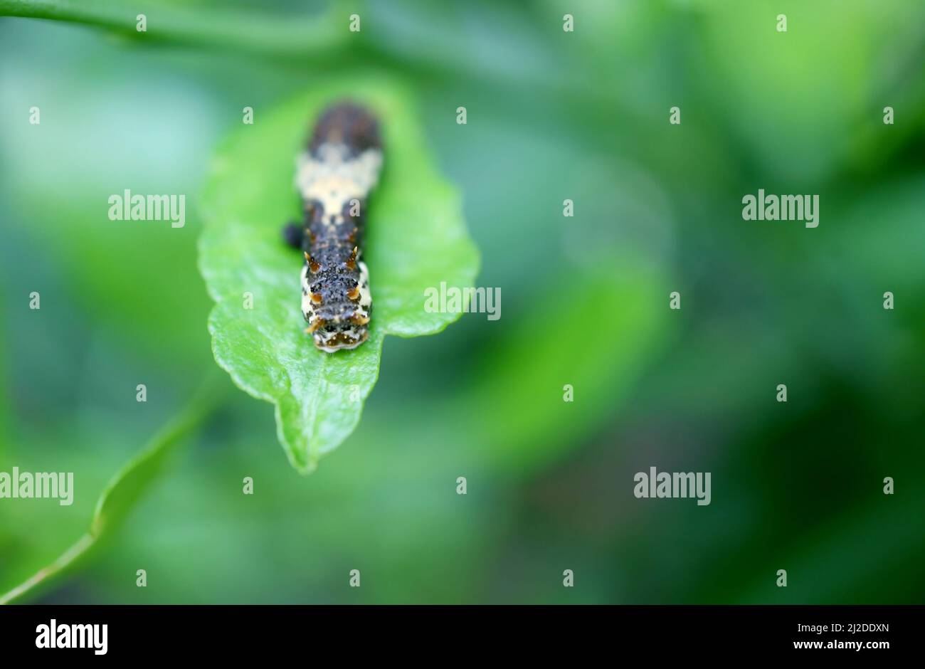 Un Caterpillar de Lime Swallowtail a principios de 3rd intar descansando en una hoja de árbol de Lime Foto de stock