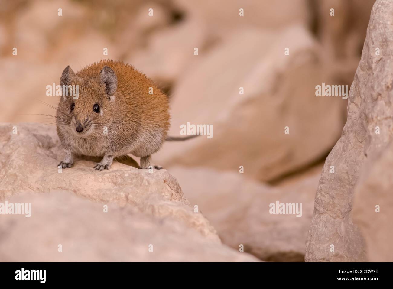 Ratones del desierto fotografías e imágenes de alta resolución - Alamy