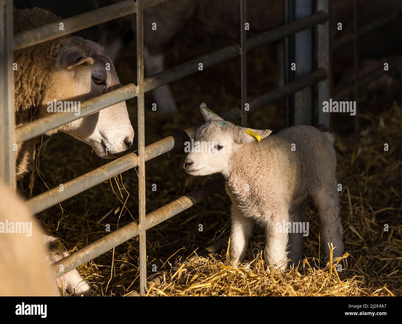 East Lothian, Escocia, Reino Unido, 1st de abril de 2022. Corderos recién nacidos de primavera: La manada de ovejas de Lleyn de la granja de East Fortune está dando a luz esta semana a varios cientos de corderos. Se mantendrán en el cobertizo de laminantes hasta que el clima se caliente Foto de stock