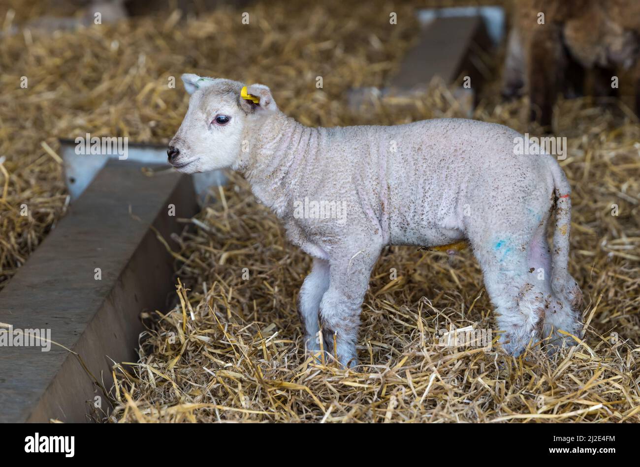 East Lothian, Escocia, Reino Unido, 1st de abril de 2022. Corderos recién nacidos de primavera: La manada de ovejas de Lleyn de la granja de East Fortune está dando a luz esta semana a varios cientos de corderos. Se mantendrán en el cobertizo de laminantes hasta que el clima se caliente Foto de stock