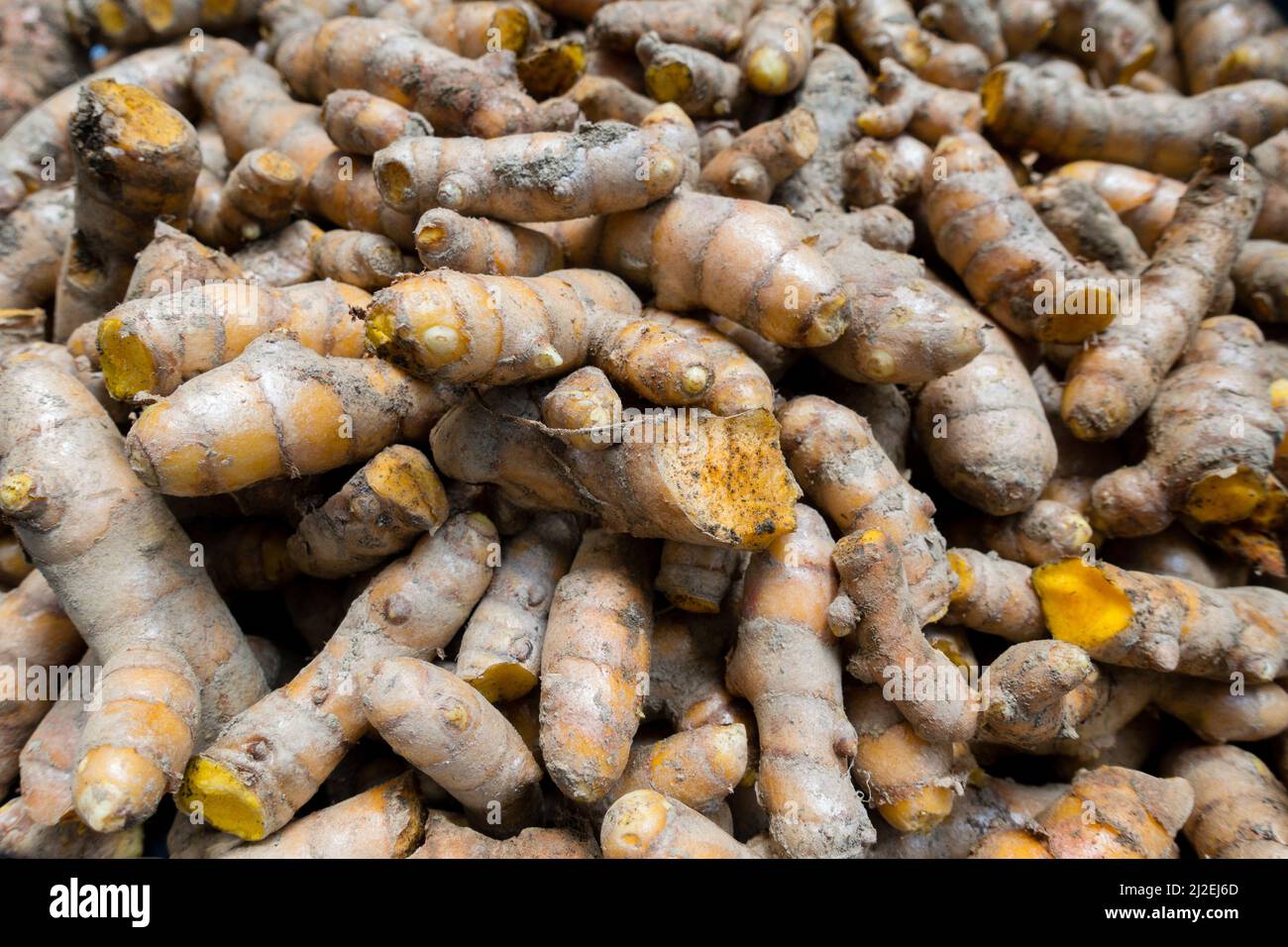 Un tiro de cerca de la raíz cúrcuma . La cúrcuma es una especia común que proviene de la raíz de la Curcuma longa. Contiene un químico llamado curcumina, que Foto de stock