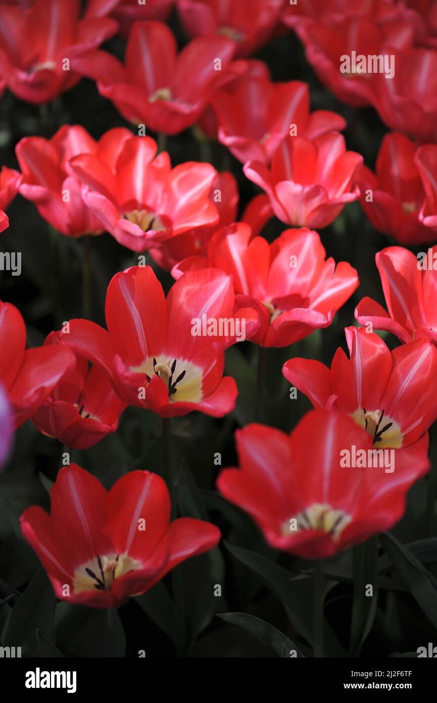 Precio de tulipán fotografías e imágenes de alta resolución - Alamy