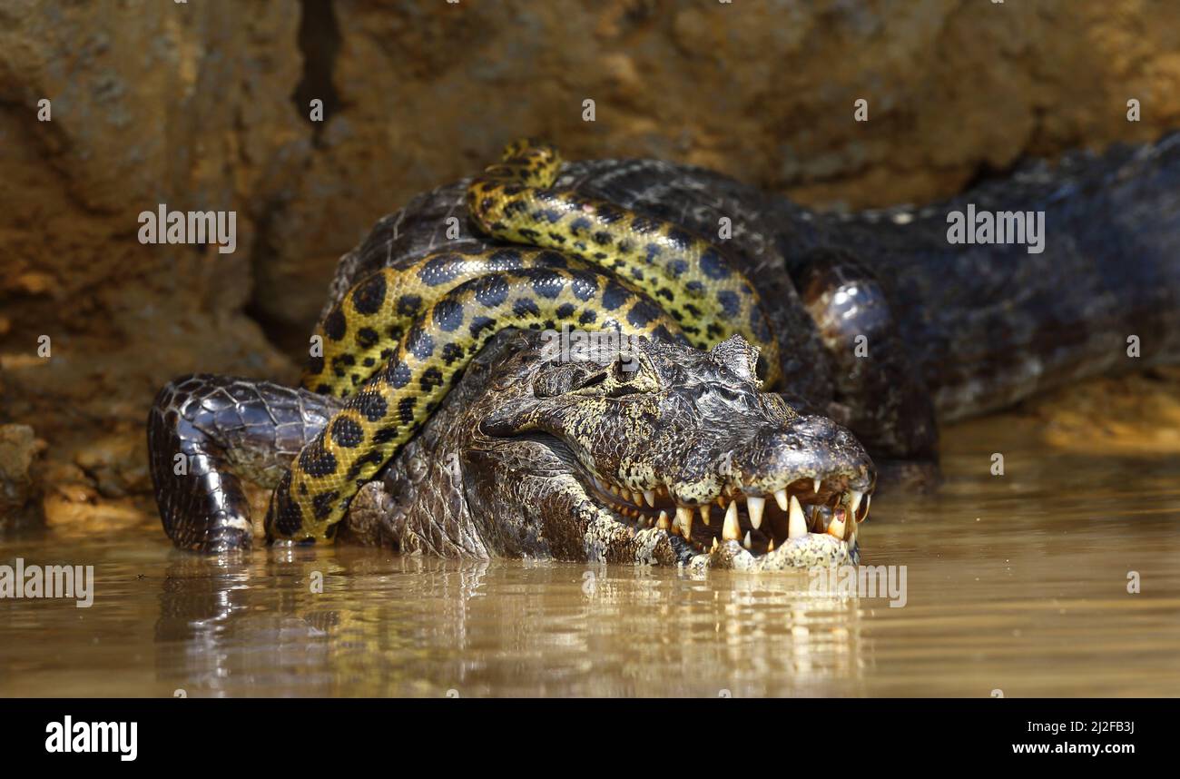 La anaconda libera el cocodrilo para evitar ahogarse en el río. RÍO CUIBA,  BRASIL: ESTAS fotos casi literalmente de división lateral muestran un cr  Fotografía de stock - Alamy