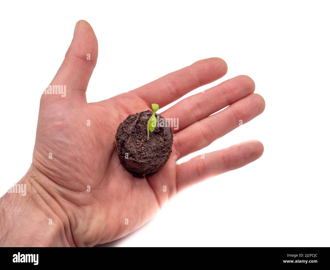 Aislado a mano con una planta joven Foto de stock