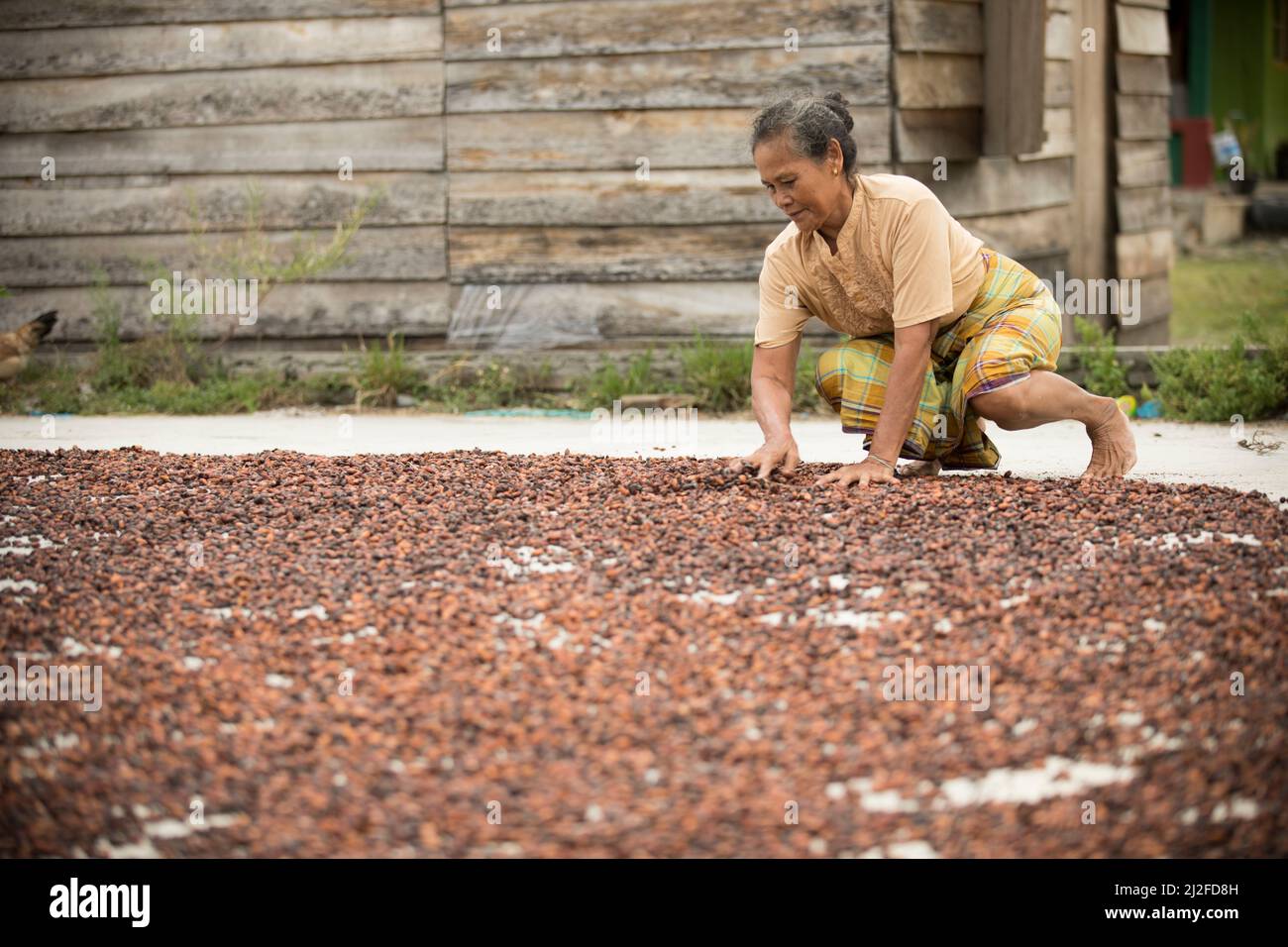 Mujer secando cacao en grano cosecha bajo el sol en su pequeña granja en Sulawesi Occidental, Indonesia, Asia. Foto de stock