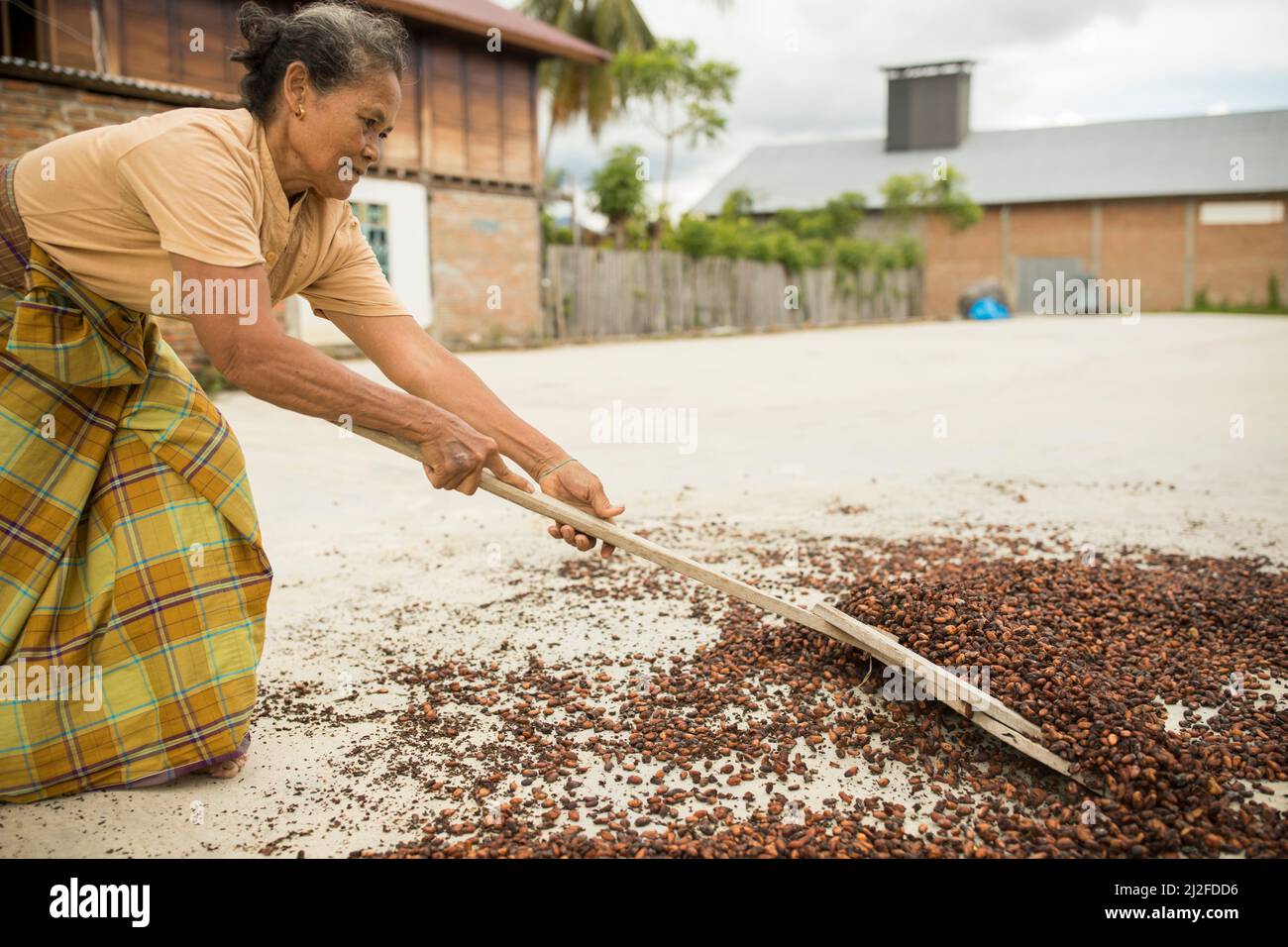 Mujer secando cacao en grano cosecha bajo el sol en su pequeña granja en Sulawesi Occidental, Indonesia, Asia. Foto de stock