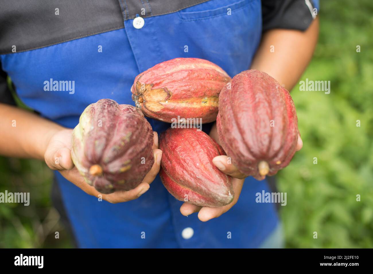Saffarudin, alberga vainas de cacao en grano recién cosechadas en una parcela de demostración en Mamuju Regency, Indonesia. Es el Gerente Regional y Agronegocios Foto de stock