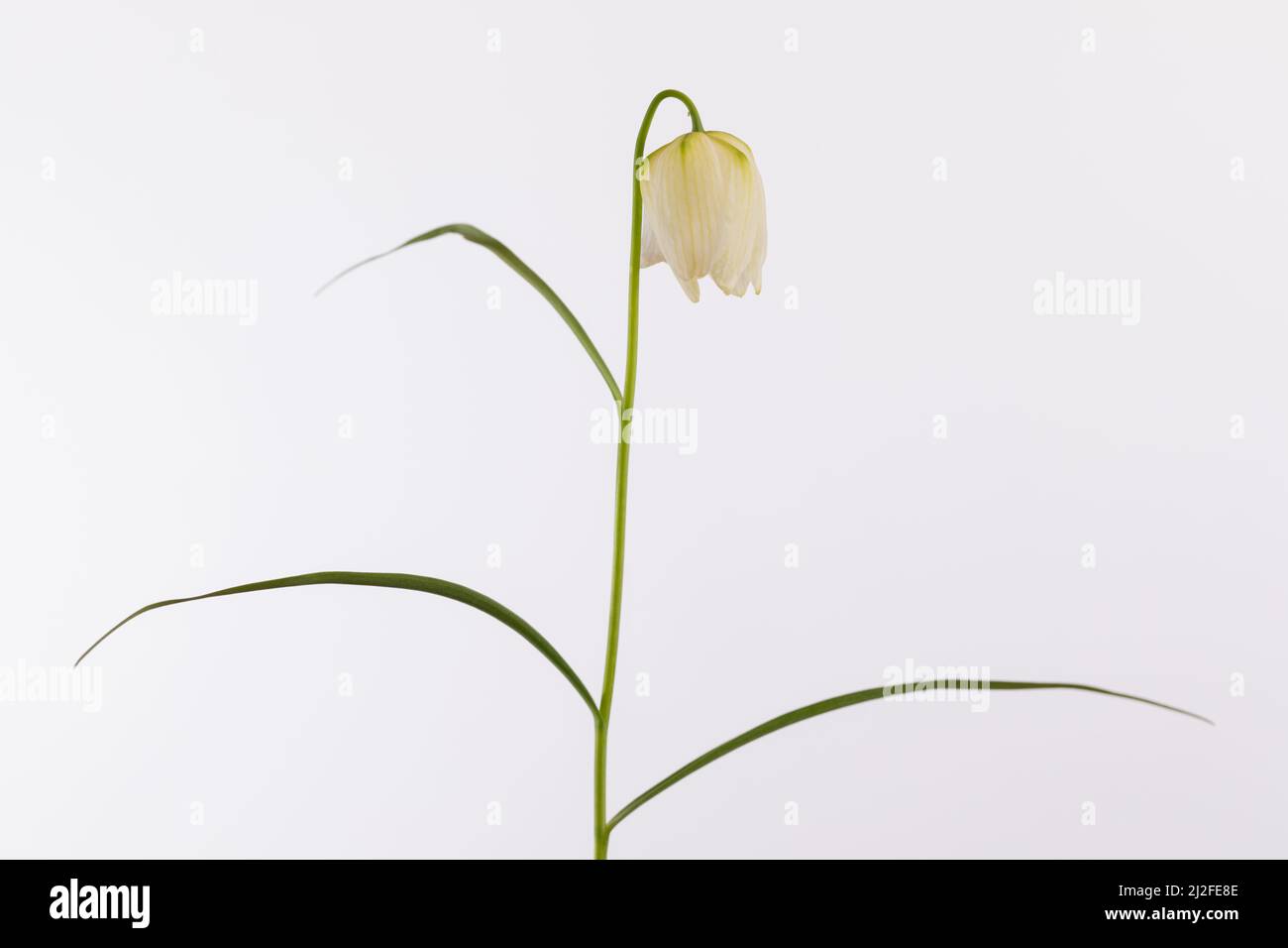 Frutillaria meleagris alba, el lirio de cuadros, un perenne bulboso con flores blancas con forma de campana encantadora Foto de stock
