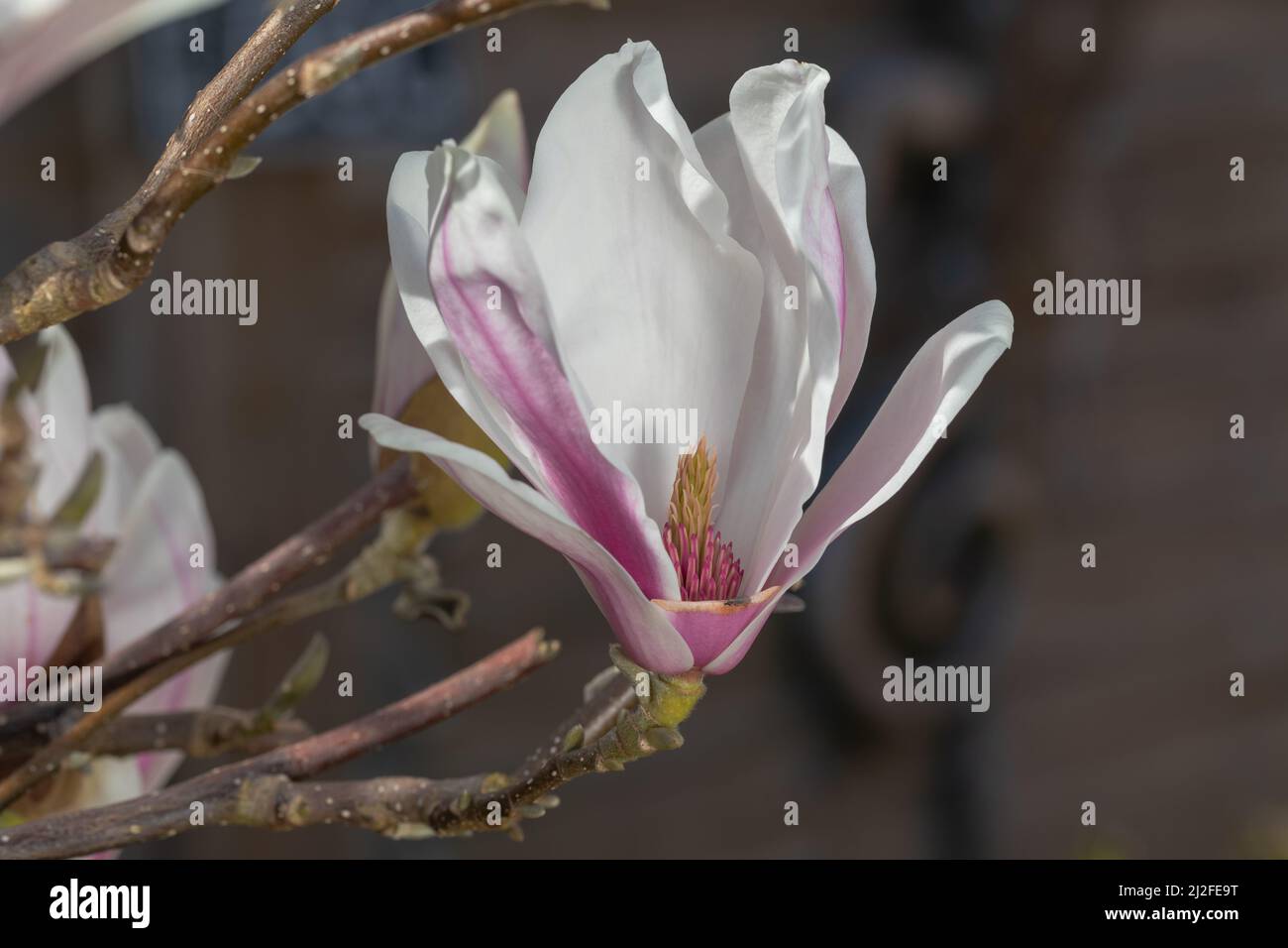 Enfoque selectivo de la floración primaveral del árbol magnolia Foto de stock