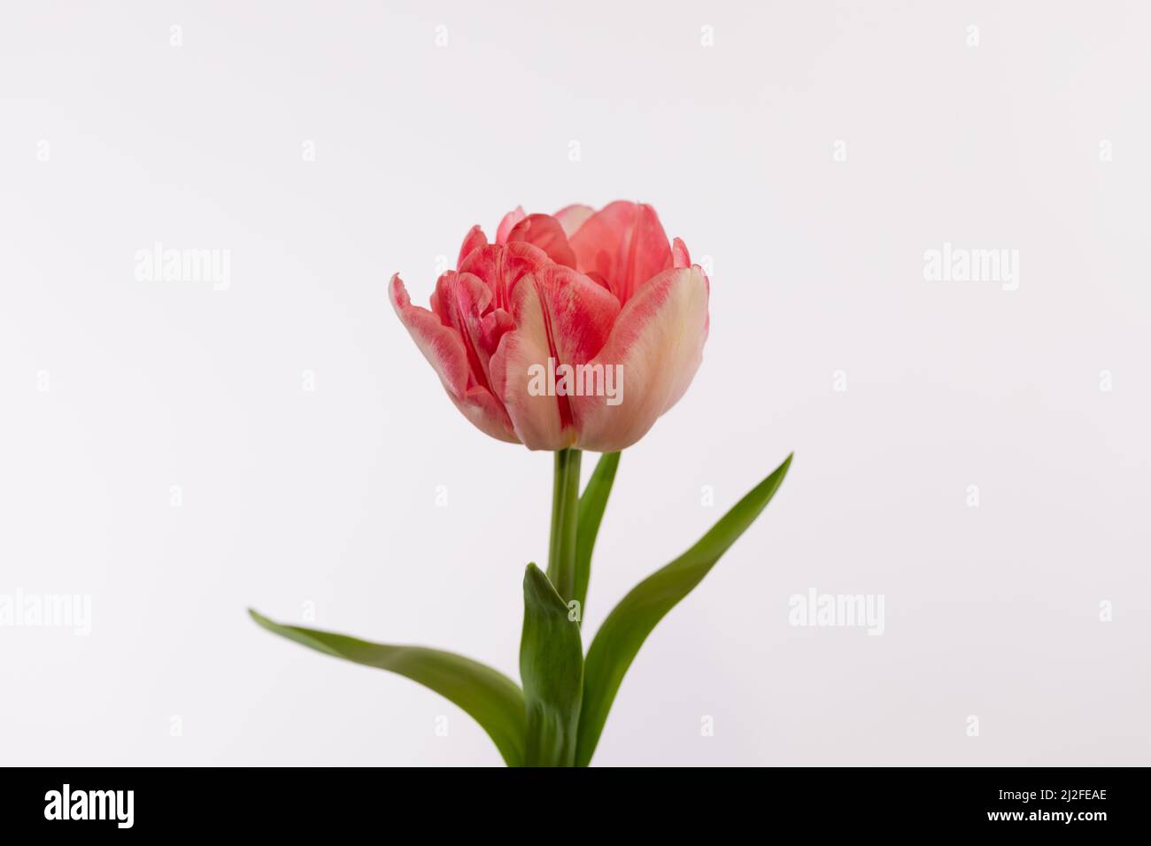 Flor de tulipán doble de color melocotón y crema sobre fondo blanco Foto de stock