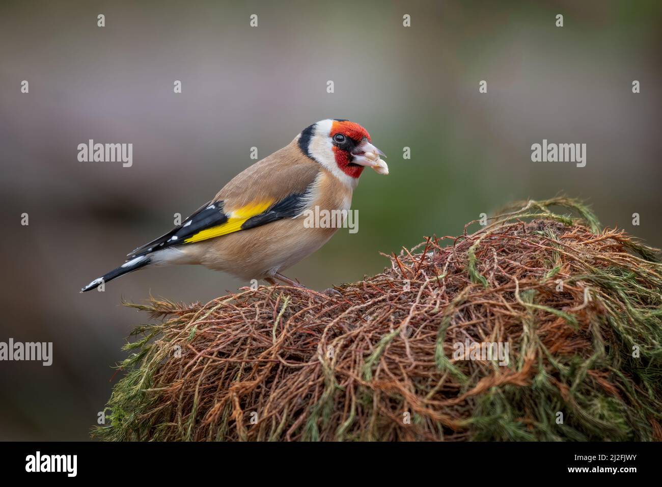 Un retrato de una goldfinch, carduelis, como perca en un viejo montículo de hierba Foto de stock