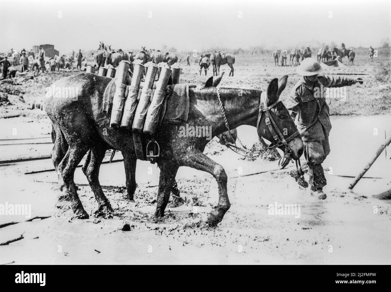 Caballos y mulas utilizados para transportar proyectiles de artillería de la Primera Guerra Mundial en el frente / campo de batalla durante la Primera Guerra Mundial en Flandes Occidental, Bélgica Foto de stock