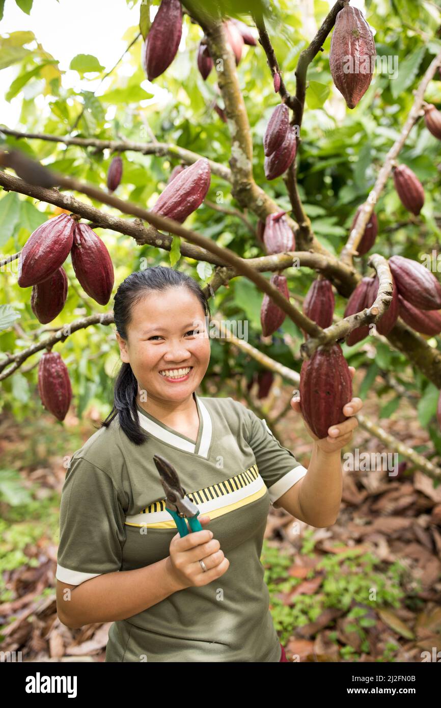 Siskha (25) cosecha cacao en grano en una granja en Mamuju Regency, Indonesia. A través del proyecto de Prosperidad Verde, agricultores como ella han recibido agricultades Foto de stock