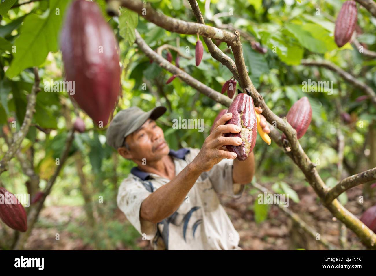 Agricultor de cacao macho cosechando y podando sus árboles y vainas de cacao en Mamuju Regency