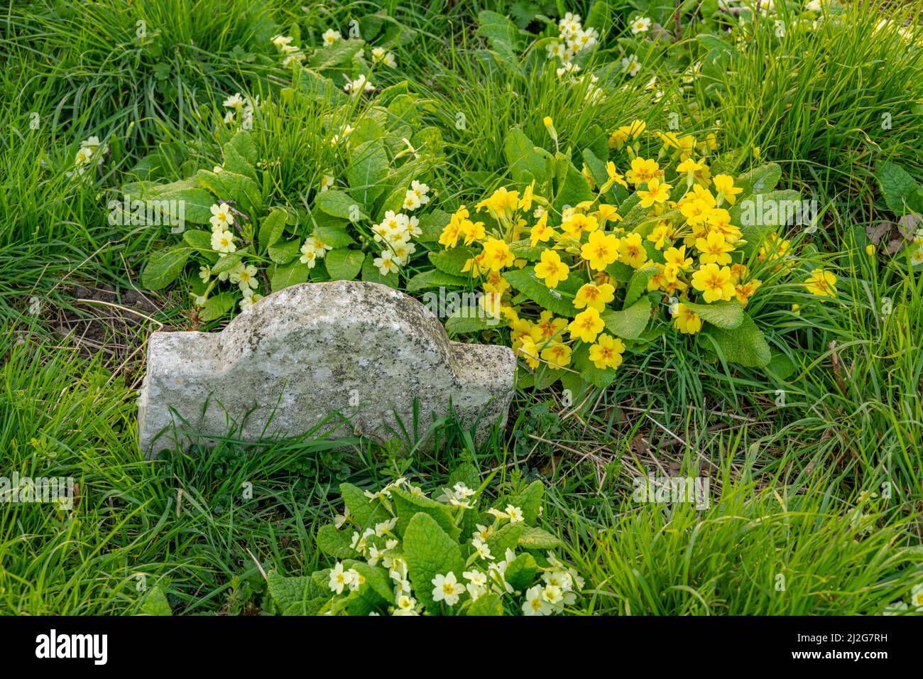 Flores primaverales alrededor de la tumba en St Margaret's Church Margaretting en una tarde de primavera. Foto de stock