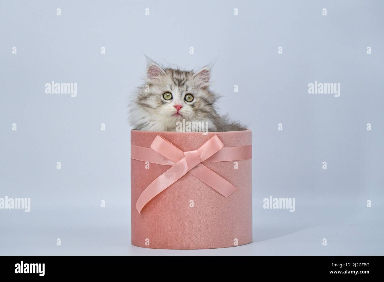 Regalo gatito fotografías e imágenes de alta resolución - Alamy