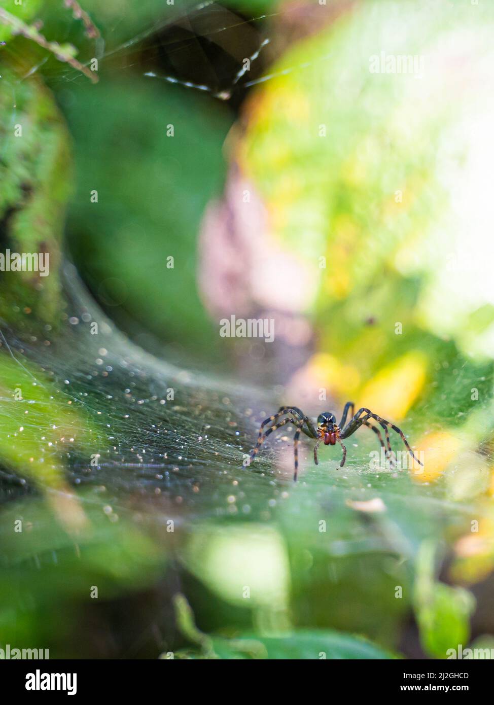 Araña desconocida ( Aglaoctenus Lagotis ? ) En la selva amazónica de puerto Nariño, Colombia Foto de stock
