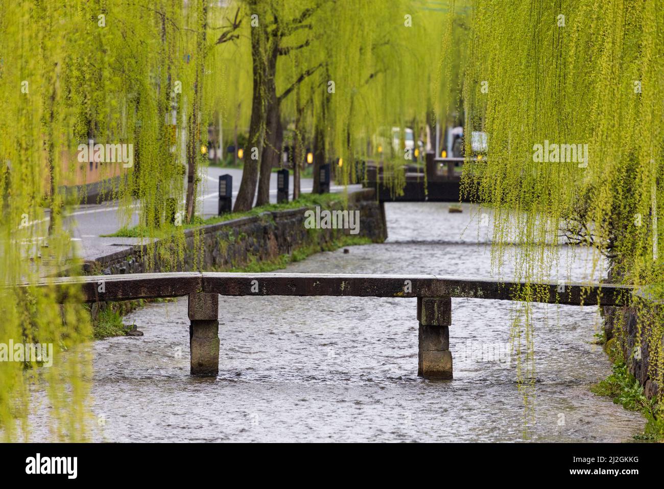 Los sauces verdes gotean sobre un puente peatonal vacío en un pequeño río en Kioto Foto de stock