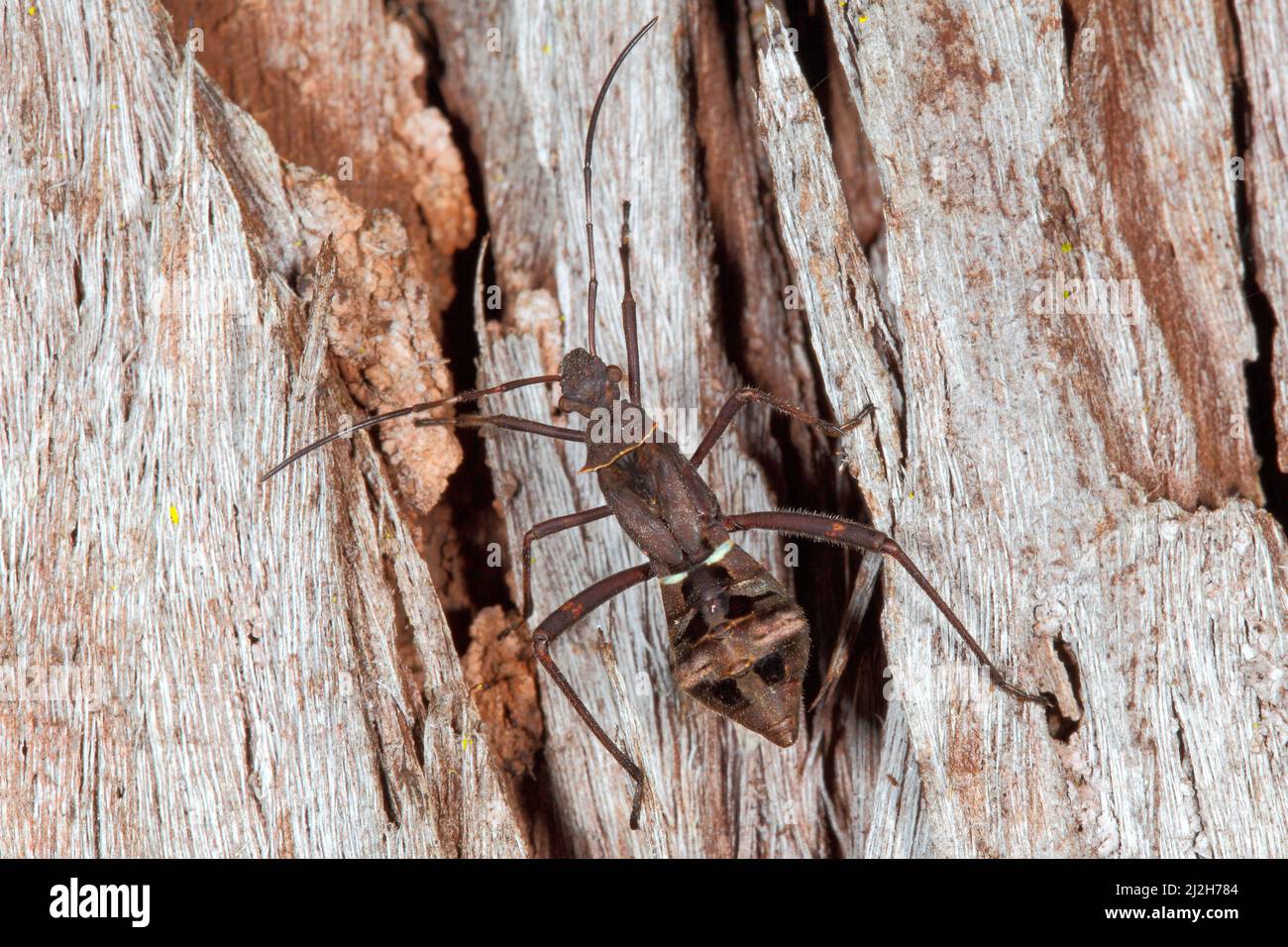 Insecto que chupa la vaina, serripes de Riptortus. También conocido como Brown Bean Bug. Ninfa o instar. Coffs Harbour, Nueva Gales del Sur, Australia Foto de stock