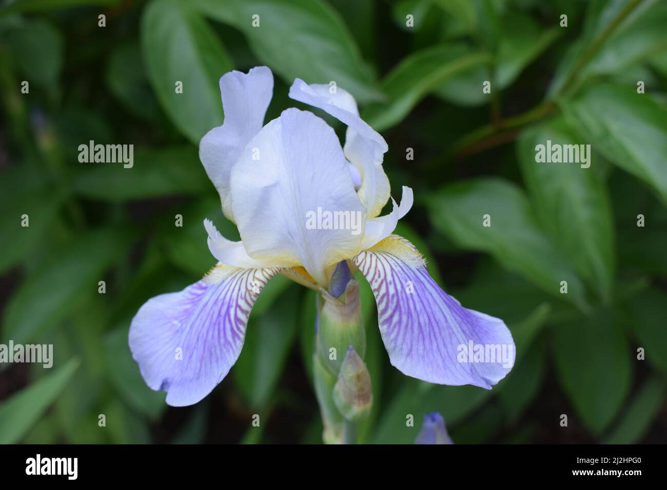 Flor Iris de color azul en el jardín de primavera. Hermosa flor azul iris.  Flor de iris blanco y azul sobre un fondo verde borroso. Flor de iris  Fotografía de stock -