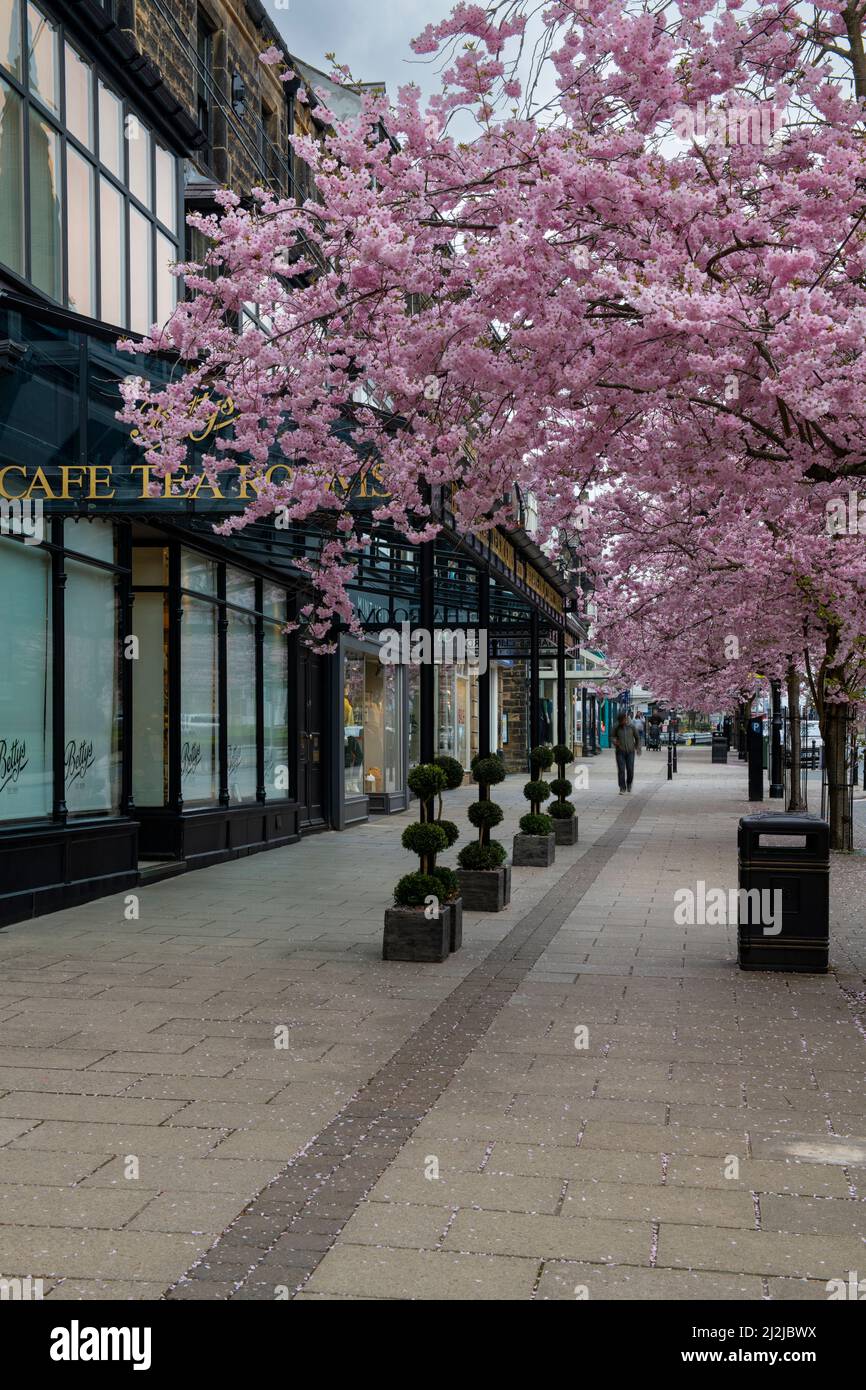 Pintoresco centro de la ciudad de primavera (hermosos y coloridos cerezos en flor, elegante restaurante-cafetería frente a la tienda) - The Grove, Ilkley, Yorkshire, Inglaterra, Reino Unido. Foto de stock
