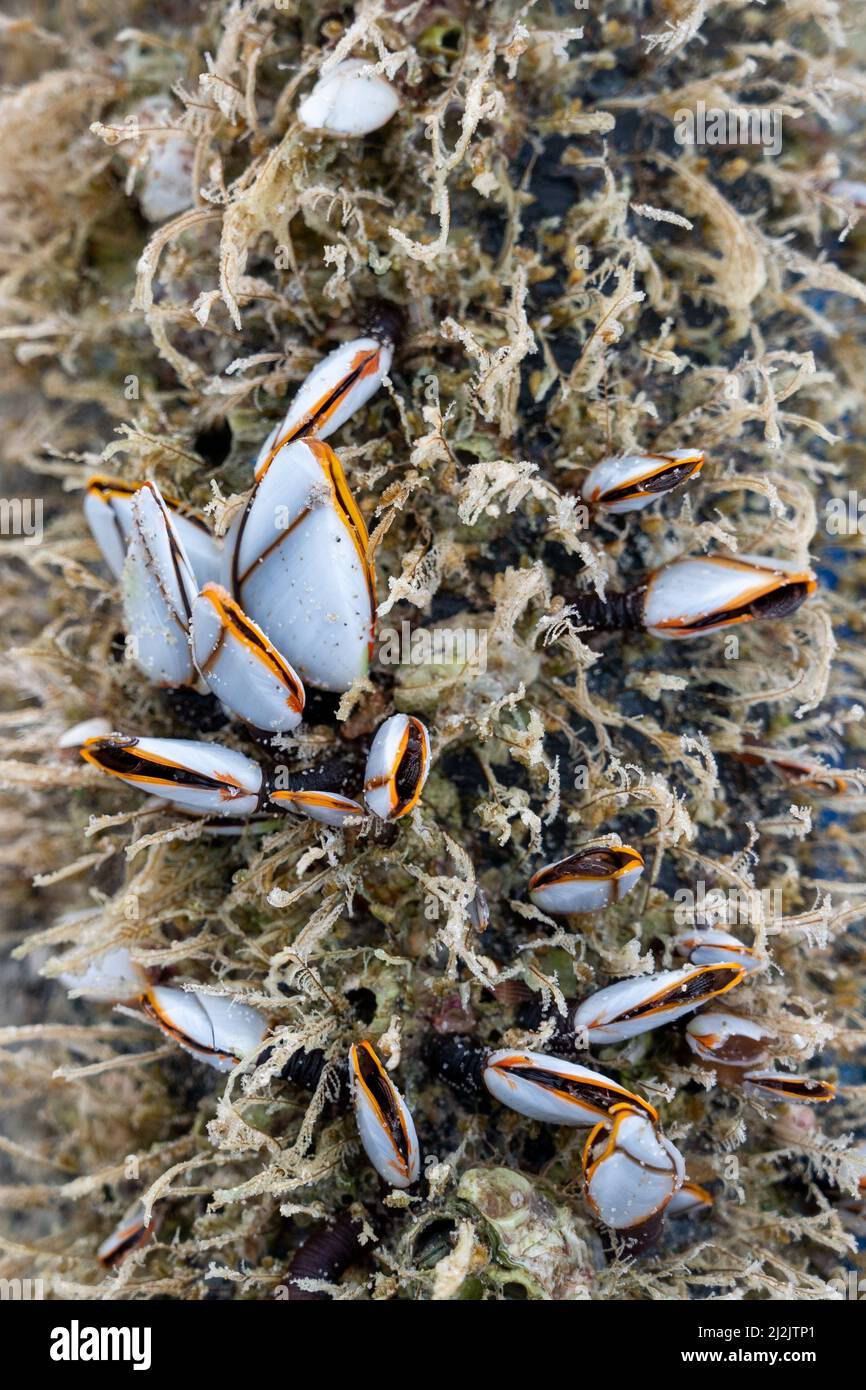 La concha llamada barnacles de ganso o barnacle de cuello de cisne Lepas anserifera Linnea se ve comúnmente en la superficie del duramen de la orilla del pacífico Foto de stock