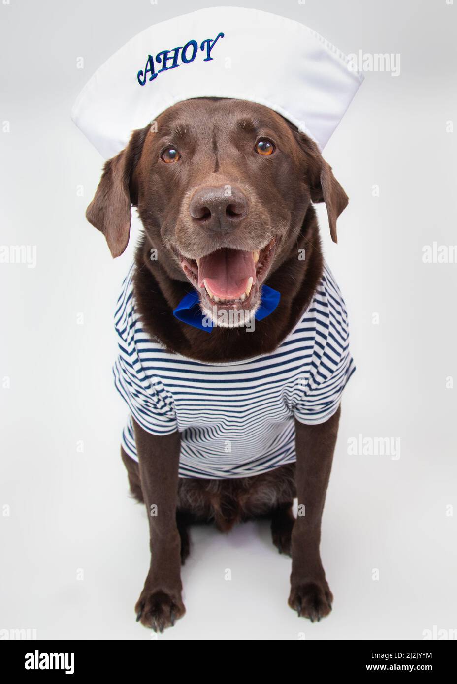Perro labrador de chocolate vestido como marinero Foto de stock