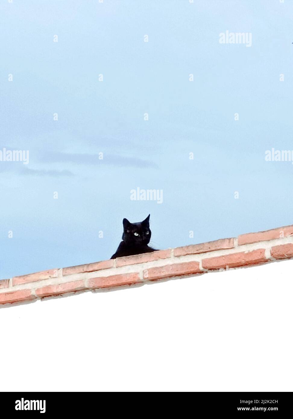 Gato negro sentado en un techo, Málaga, España Fotografía de stock - Alamy